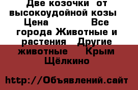 Две козочки  от высокоудойной козы › Цена ­ 20 000 - Все города Животные и растения » Другие животные   . Крым,Щёлкино